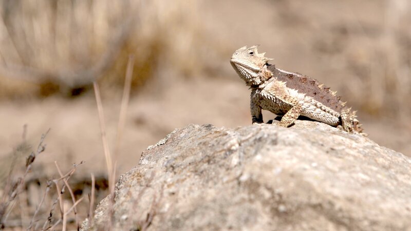 Bild: Animal Planet /​Discovery Communications, LLC