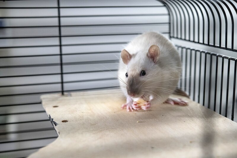 Die Ratte Amadeus. – Bild: KiKA/​Erik Drews