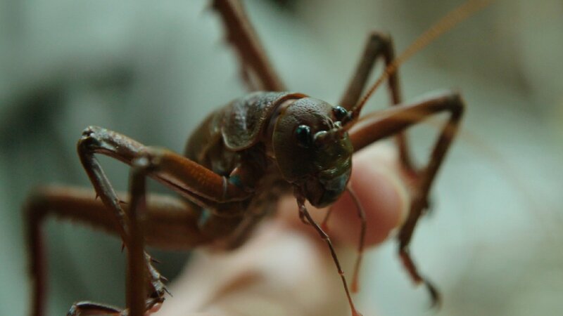 Die Little Barrier Wetapunga ist ein Riese unter den Insekten. – Bild: ZDF und Jurassic Ltd., Scott Mouat