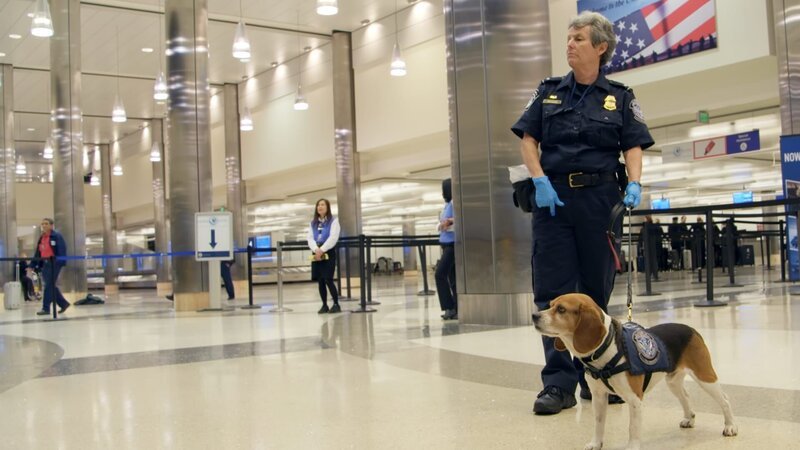 Die Landwirtschaftsspezialistin Withrow und ihr Beagle Little Dude kontrollieren am Flughafen LAX das Gepäck auf verbotene Lebensmittel. (National Geographic/​Lucky 8 TV) – Bild: Lucky 8 TV