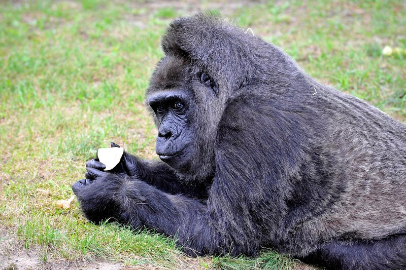 Gorilla-Dame Fatou feiert ihren 56. Geburtstag und mit diesem stattlichen Alter gilt sie als zweitältester Gorilla der Welt. – Bild: rbb/​Thomas Ernst