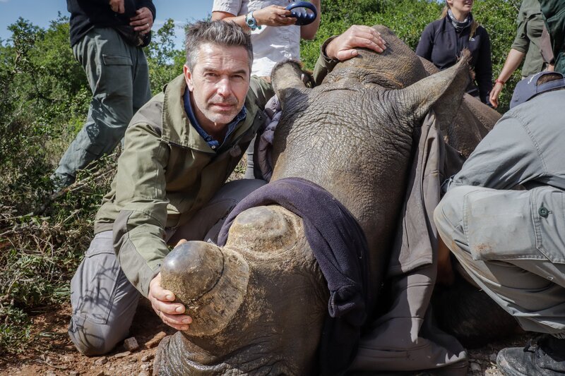 Ein Nashorn wurde betäubt und die Augen zur Stressminderung abgedeckt. Tierärzte wollen das Horn abschneiden, denn für diesen eigentlich wertlosen Stoff wird auf dem Schwarzmarkt mehr bezahlt als für Gold. Ohne Horn ist das Tier für Wilderer wertlos, und genau dieses kontrolliert abzuschneiden ist der Plan. – Bild: ZDF/​Oliver Roetz