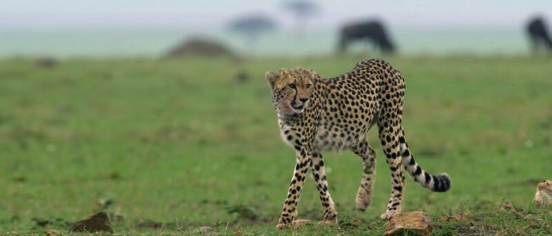 Gepard – Bild: Spiegel TV Wissen