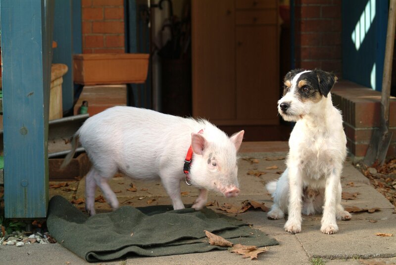 Parson-Russell-Terrier Kalle weiß nicht, was er davon halten soll: ein Schwein in seinem Revier! – Bild: port.hu