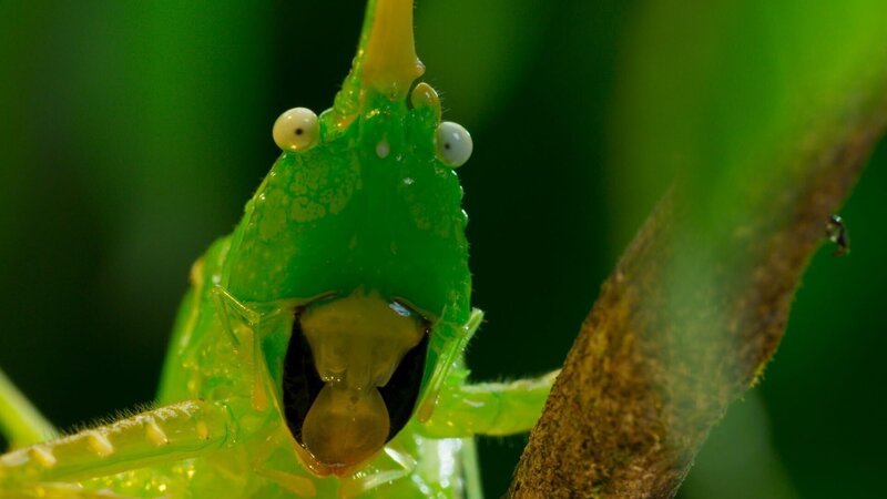 Eine Schwertschrecke in Costa Rica. – Bild: ZDF und BBC