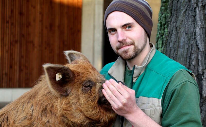 Ein Spaziergang der besonderen Art: Kune-Kune-Schwein Tommy macht mit Tierpfleger Marten einen Ausflug durch die Wilhelma- und macht Bekanntschaft mit vielen Tieren. Besonders die Geparde scheinen ganz verrückt nach dem kleinen Schwein zu sein! – Bild: SWR/​Christian Neumann