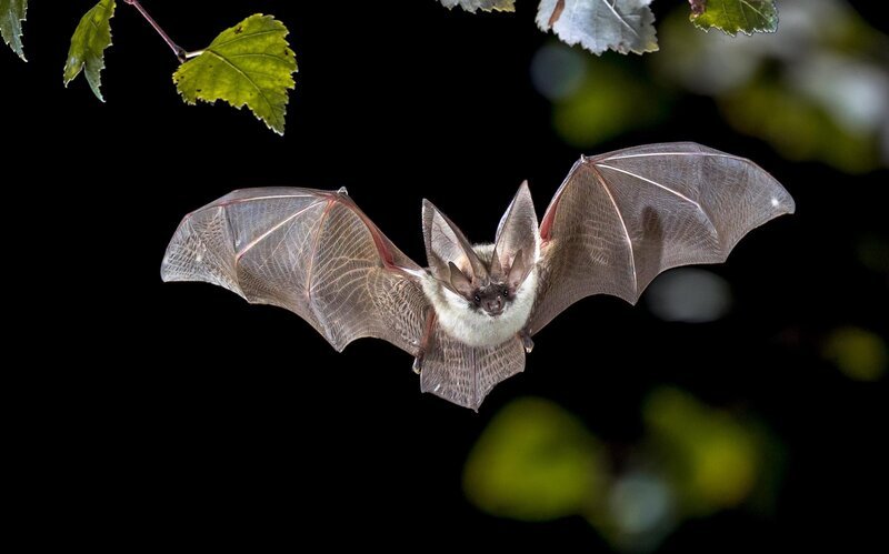 Langohrfledermaus   +++ – Bild: RTL /​ CreativeNature_nl /​ Getty Images /​ Tödliche Krankheiten