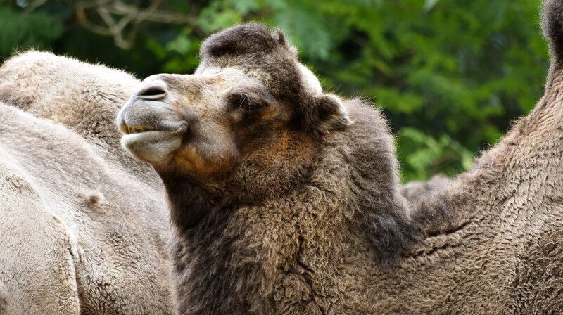 Der Kamelhengst Azeem. – Bild: NDR/​Doclights GmbH