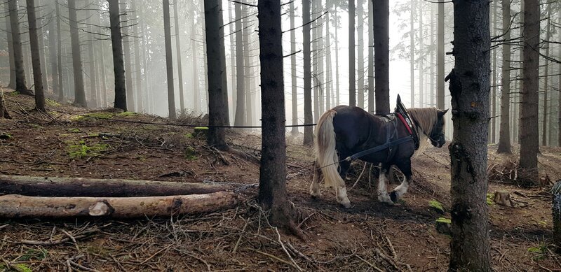 Pferd bei der Holzbringung im Naturpark Almenland. – Bild: ORF III