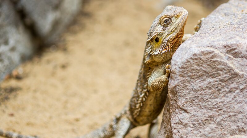 Armadillo Lizard basking on a rock – Bild: seksan44