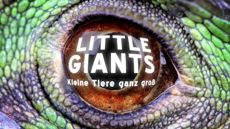 Bild: Animal Planet