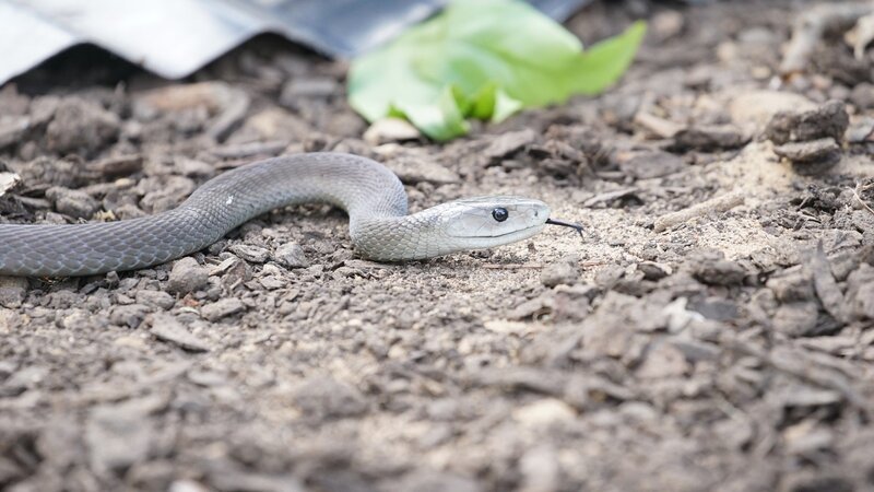 Bild: RTL /​ Earth Touch /​ Mamba