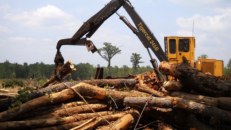 The loader will eventually sort and stack this pile of logs. – Bild: Discovery Channel /​ Brett Jackson