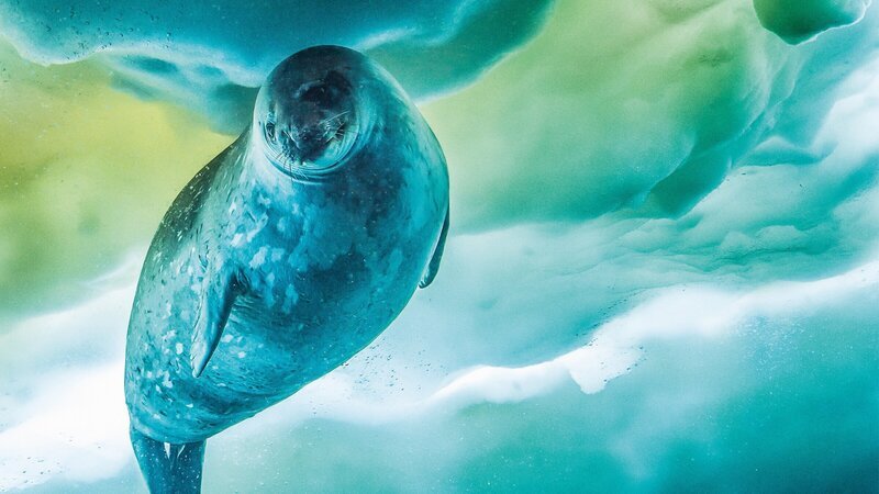 Die Weddellrobbe ist das am südlichsten lebende Säugetier des Planeten. Um ihr Luftloch freizuhalten, fräst die Robbe Löcher ins Eis. – Bild: ZDF