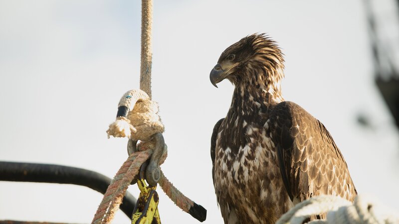 Close up eagle ontop pot. – Bild: Discovery Communications, LLC