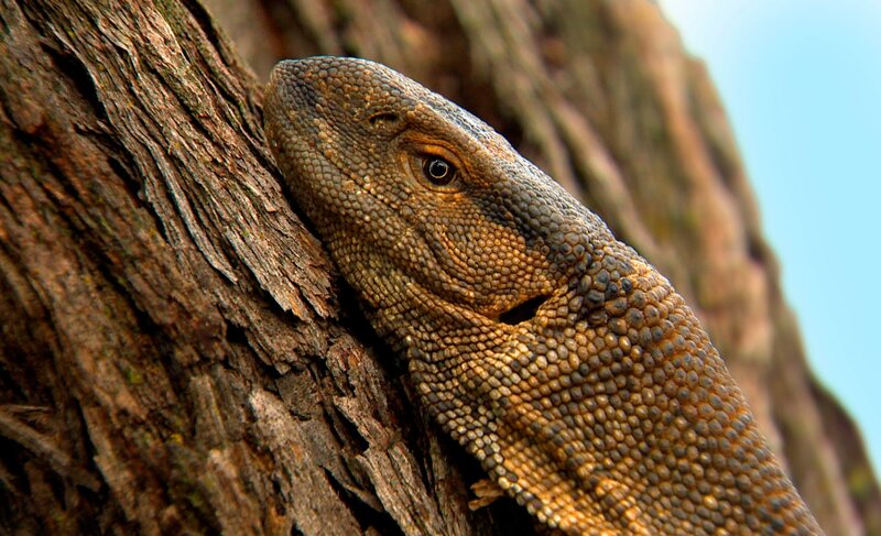 Überraschungsgast beim Schlangentraining auf Harnas: ein Waran gibt sich die Ehre. – Bild: SWR/​Michael Lange