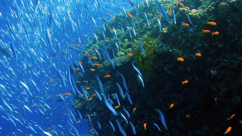 Das bedrohte Great Barrier Reef ist eines der artenreichsten Meeresökosysteme der Welt. – Bild: Silver Lining Productions