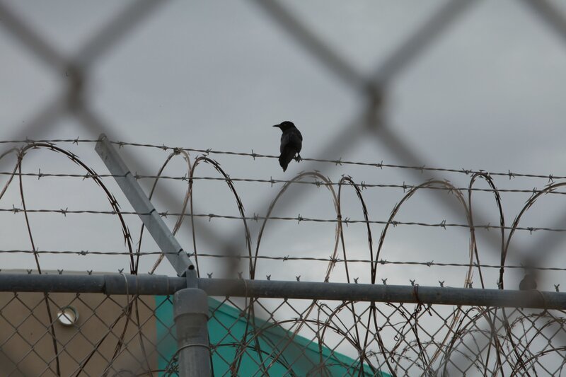 Puerto Rico: A crow on barbwire. – Bild: The National Geographic Channel