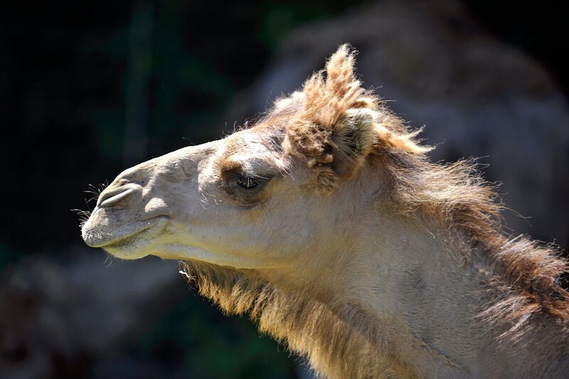Dromedar-Anlage im Tierpark Berlin: Auch wenn die einhöckrigen Kamele friedlich wirken, können sie doch heftig zutreten. – Bild: rbb/​Thomas Ernst