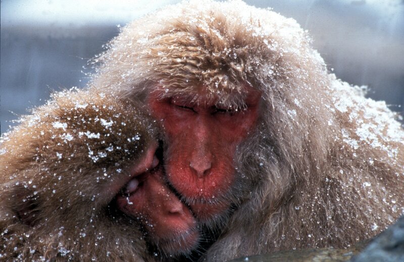 Badende Schneeaffen im Höllental Jigokudani. – Bild: BR/​Jens-Uwe Heins