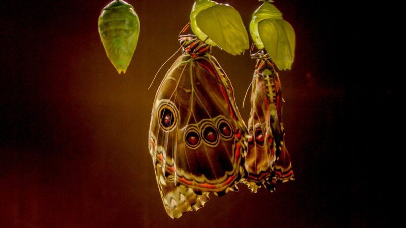 . – Bild: ORF/​Universal