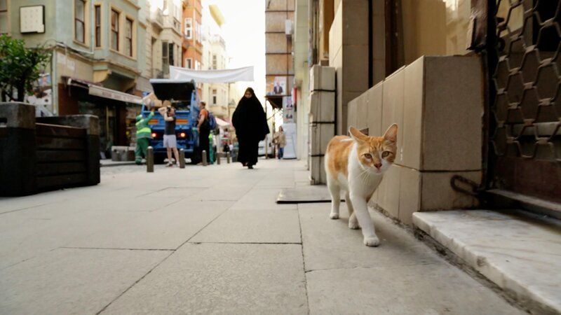 Sari – Die Gaunerin streifen täglich durch die Straßen von Istanbul. +++ Die Verwendung des sendungsbezogenen Materials ist nur mit dem Hinweis und Verlinkung auf RTL+ gestattet. +++ – Bild: Nine Cats LLC Sari – Die Gaunerin streifen täglich durch die Straßen von Istanbul. +++ Die Verwendung des sendungsbezogenen Materials ist nur mit dem Hinweis und Verlinkung auf RTL+ gestattet. +++ – Bild: Nine Cats LLC