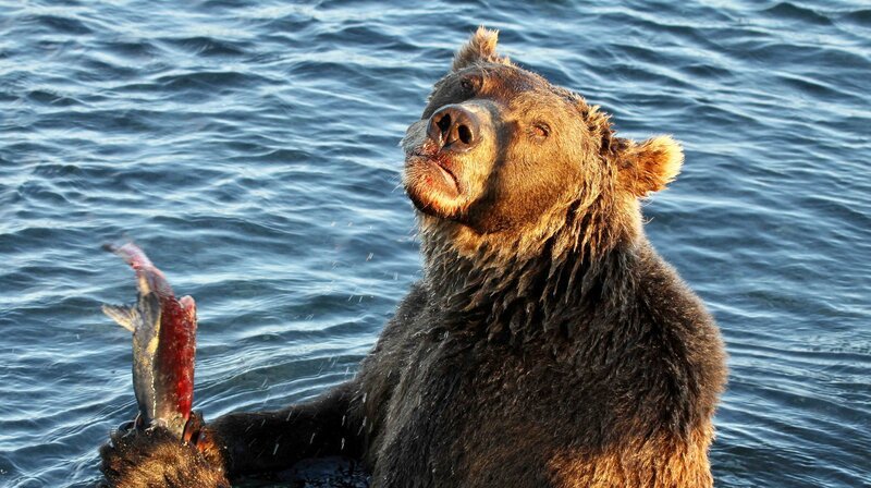 Braunbär frisst Rotlachs. – Bild: MDR/ALTAYFILM Braunbär frisst Rotlachs. – Bild: MDR/ALTAYFILM