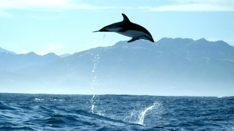 Schwarzdelfine kommunizieren nicht nur über ihr Sonar und verschiedene Click-Laute miteinander. Auch mit ihren Sprüngen und der Art, wie sie ins Wasser tauchen, geben sie sich gegenseitig Signale. – Bild: NDR/​BBC