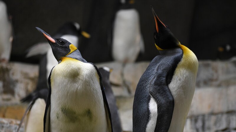 Im Eismeer fliegen die Federn: Zwei Königspinguine sind in der Mauser. Weitere Fotos auf Anfrage. – Bild: NDR/​Doclights GmbH