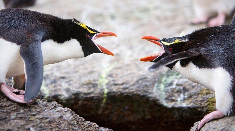 Mit merkwürdigen Gesten und lautem Trompeten begrüßen sich die Partner der Snarespinguine. Die Vögel sind sehr territorial und reagieren aggressiv, sobald ein fremder ihrem Brutplatz zu nahe kommt. – Bild: NDR/​BBC/​Mark MacEwen
