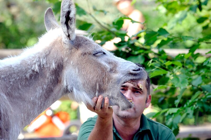 Die beiden Zwergeselinnen Grisella und Rosa sollen auf ihre neue Anlage umziehen. Tierpfleger Mario Barabasz ist für die Esel-Überführung zuständig. – Bild: rbb/​Thomas Ernst