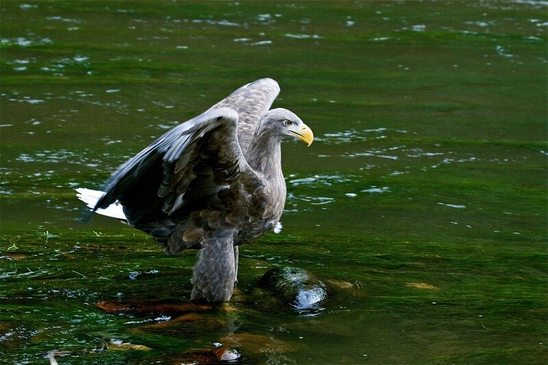 Ausgewachsener Seeadler am Kamp. – Bild: ORF/Istvan Na Ausgewachsener Seeadler am Kamp. – Bild: ORF/Istvan Na