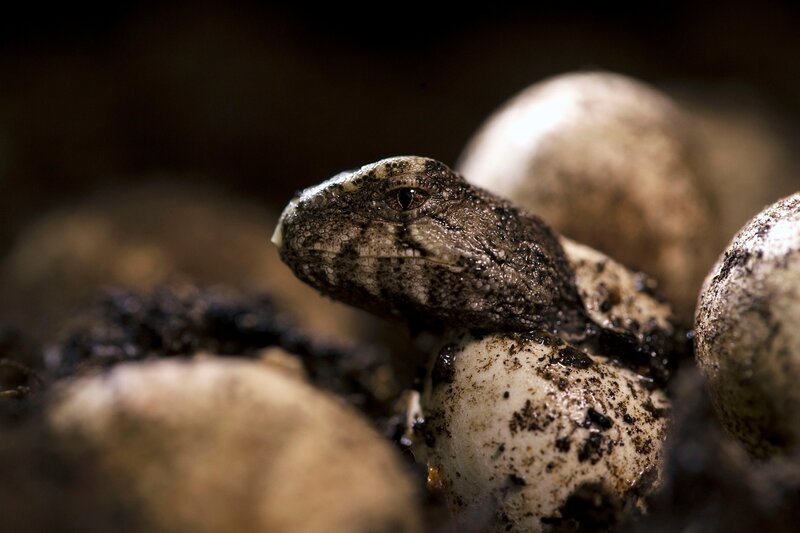 Junge Brückenechsen, auch Tuataras genannt, schlüpfen nach 16 Monaten aus dem Ei. Die nur auf Neuseeland verbreiteten Echsen werden oft als „lebende Fossilien“ bezeichnet. Sie sind Überlebende einer Reptiliengruppe, deren Blütezeit mehr als 150 Millionen Jahre zurückliegt. – Bild: NDR / BBC / Christina Karliczek-Skoglund Junge Brückenechsen, auch Tuataras genannt, schlüpfen nach 16 Monaten aus dem Ei. Die nur auf Neuseeland verbreiteten Echsen werden oft als „lebende Fossilien“ bezeichnet. Sie sind Überlebende einer Reptiliengruppe, deren Blütezeit mehr als 150 Millionen Jahre zurückliegt. – Bild: NDR / BBC / Christina Karliczek-Skoglund