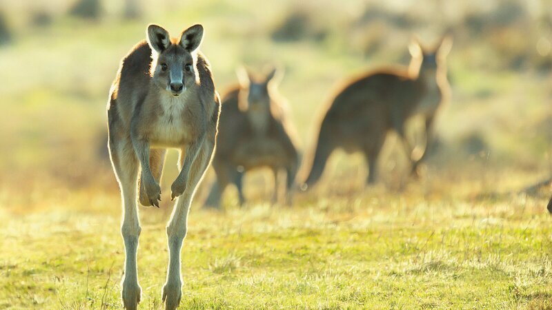 Ein Graues Riesenkänguru im Namadgi-Nationalpark in Australien. – Bild: ZDF