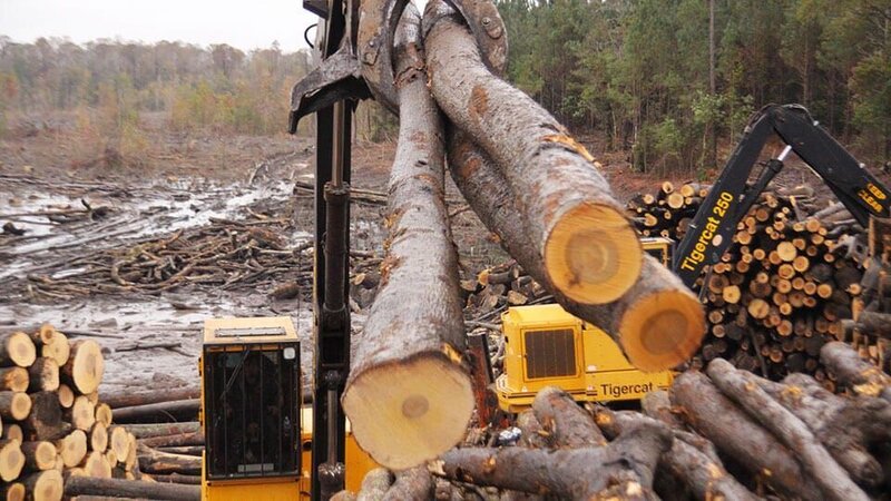 Loaders stacking logs. – Bild: Discovery Communications /​ Terry Pratt