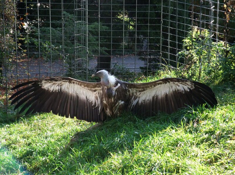 ARD/​SWR EISBÄR, AFFE & CO FOLGE 172, „Zoogeschichten aus Stuttgart“, am Donnerstag um 16:10 Uhr im ERSTEN. Für Besucher der Wilhelma gehören die Geier zu den besonderen Attraktionen. Aber wenn die Pfleger das Gehege betreten, ist immer Vorsicht geboten. Geier können sehr aggressiv sein. – Bild: SWR/​Jens Klingler