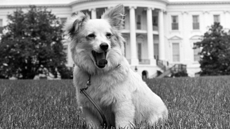 Das Weiße Haus, die berühmteste Hundehütte der Welt? Pushinka, der Hund der Kennedys, zog 1961 ein – als diplomatisches Geschenk aus Moskau. „Terra X History“ erzählt die Geschichte von Vierbeinern und ihren berühmten Menschen. – Bild: ZDF und Alamy /​ Moss, Gibson