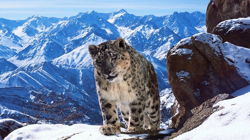 Etwa 3500 Schneeleoparden leben noch in Freiheit. Sie gelten als Geister der Berge und sind extrem schwierig zu filmen. Klimawandel und menschliche Einflüsse gefährden sie zunehmend. – Bild: ZDF