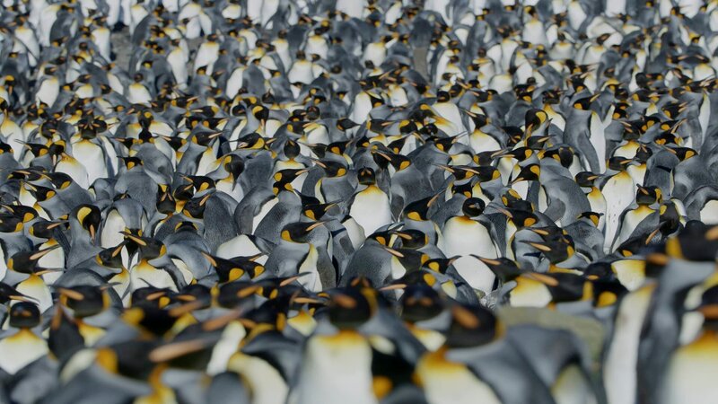 Königspinguin-Kolonie – Bild: Terra Mater Studios GmbH /​ Saint Thomas Productions