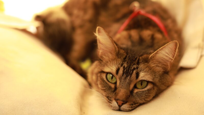 Cat lying down. – Bild: Discovery Communications