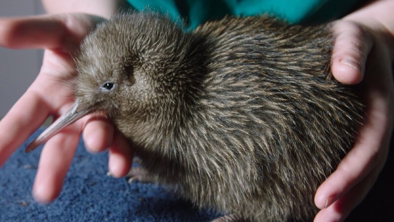 Das Okaritokiwi-Küken wird von Naturschützern aufgezogen, bis es groß genug ist, sich in freier Wildbahn gegen räuberische Säugetiere zu wehren. – Bild: ZDF und Jurassic Ltd.; Scott Mouat