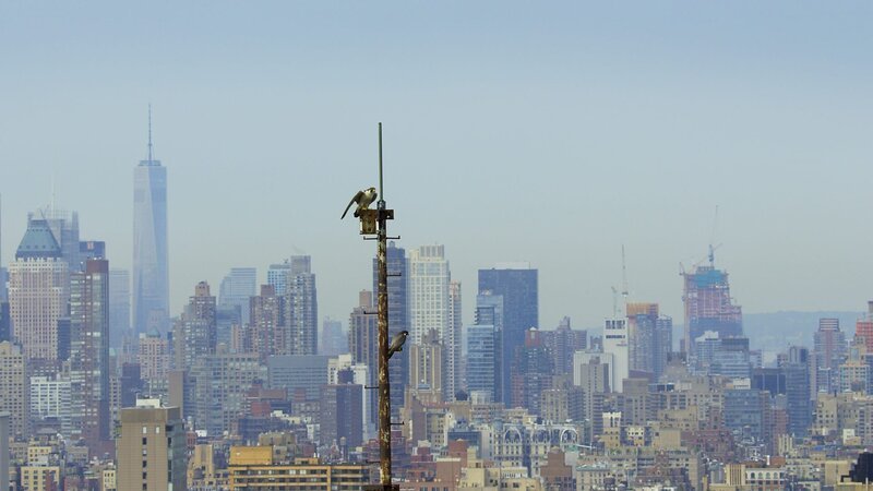 Die höchste Konzentration von Wanderfalken auf diesem Planeten lebt in New York City. Ihr Leben zwischen den Hochhäusern unterscheidet sich kaum von den Klippen und Steilhängen im Gebirge. – Bild: ZDF