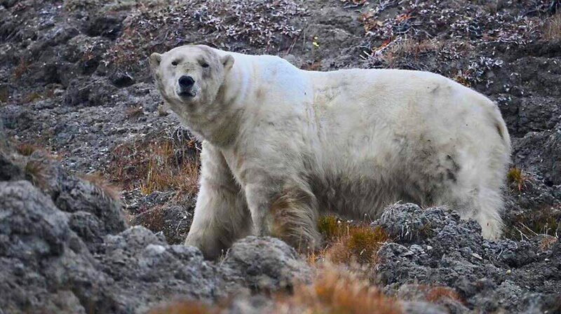 Altes Eisbären-Männchen. – Bild: MDR/​ALTAYFILM