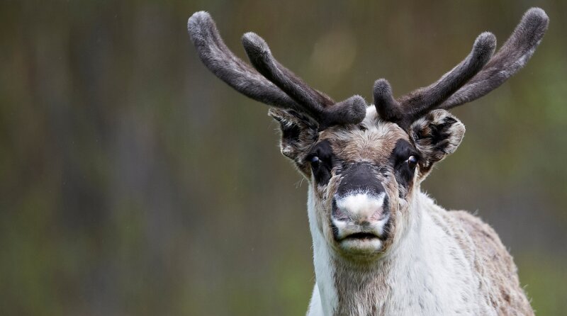 Bild: Phoenix /​ Colourbox.de