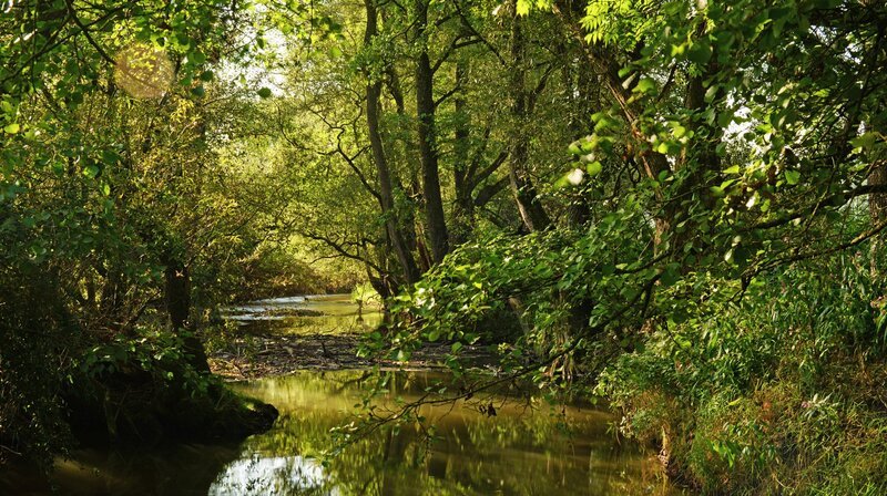 Der Bach im Sommer. – Bild: NDR/doclights/nautilusfilm/Jan Haft Der Bach im Sommer. – Bild: NDR/doclights/nautilusfilm/Jan Haft
