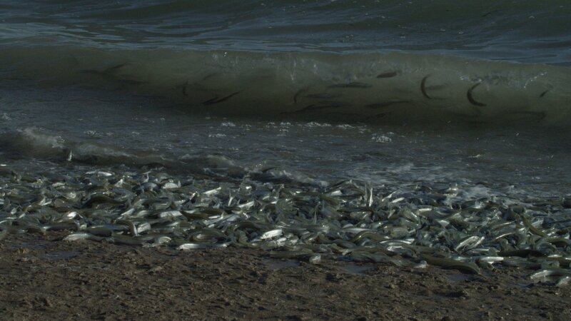 Es wirkt wie eine Flutwelle aus Fischen, wenn Grunionfische an Land kommen, um ihre Eier vor maritimen Fressfeinden zu schützen. – Bild: ZDF/​Bob Cranston