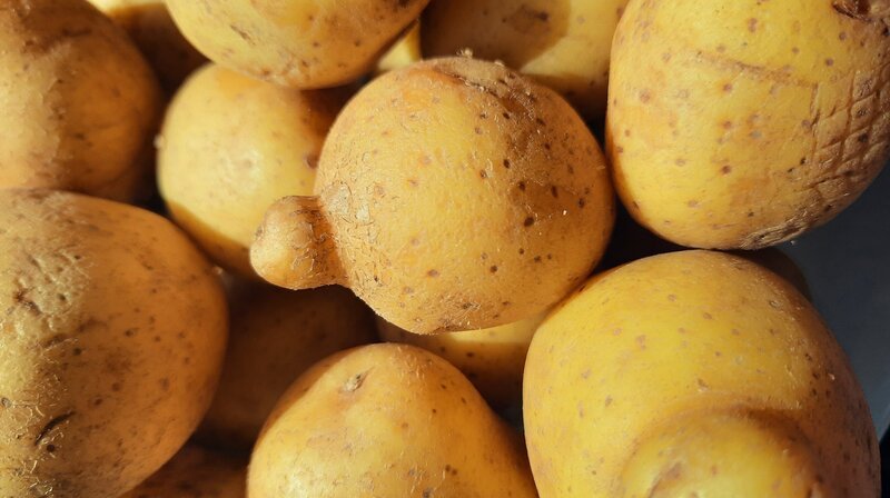 Jede zweite deutsche Kartoffel kommt aus Niedersachsen. Mehr als 100.000 Hektar Kartoffelfelder gibt es hier - so viel wie in keinem anderen Bundesland. – Bild: NDR/​video:arthouse/​Christina Georgi