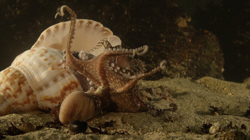 Für die Männchen des Pazifischen Krake ist der Liebesakt ein gefährliches Unterfangen. – Bild: ZDF/​Ernie Kovacs