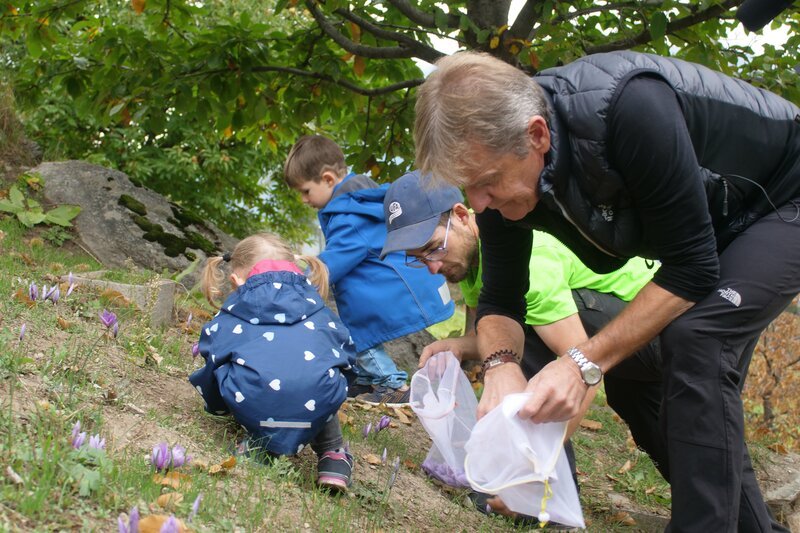 Remigius Pfaffen will die Tradition des Safrananbaus im Bergdorf Mund erhalten. – Bild: Yves Schurzmann /​ ZDF