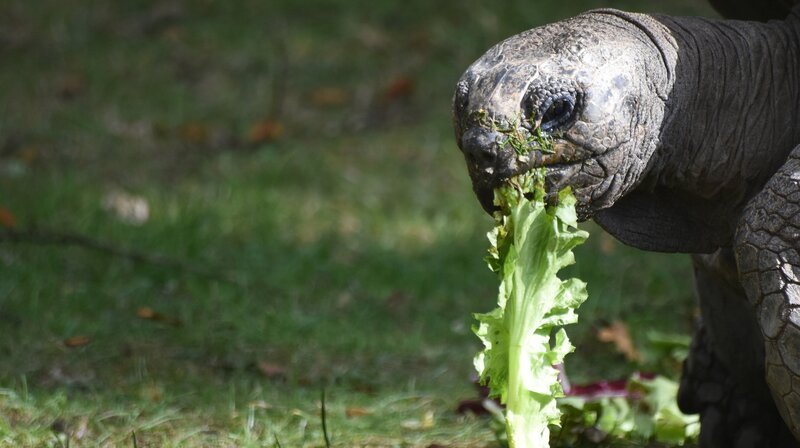 Für die Riesenschildkröte und Wasserliebhaber Leopold heißt es: „Badepause!“, da der Teich umgebaut wird. – Bild: NDR/​Doclights GmbH